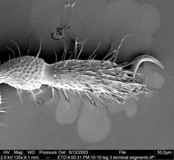 Media type: image;   Invertebrate Zoology 134645